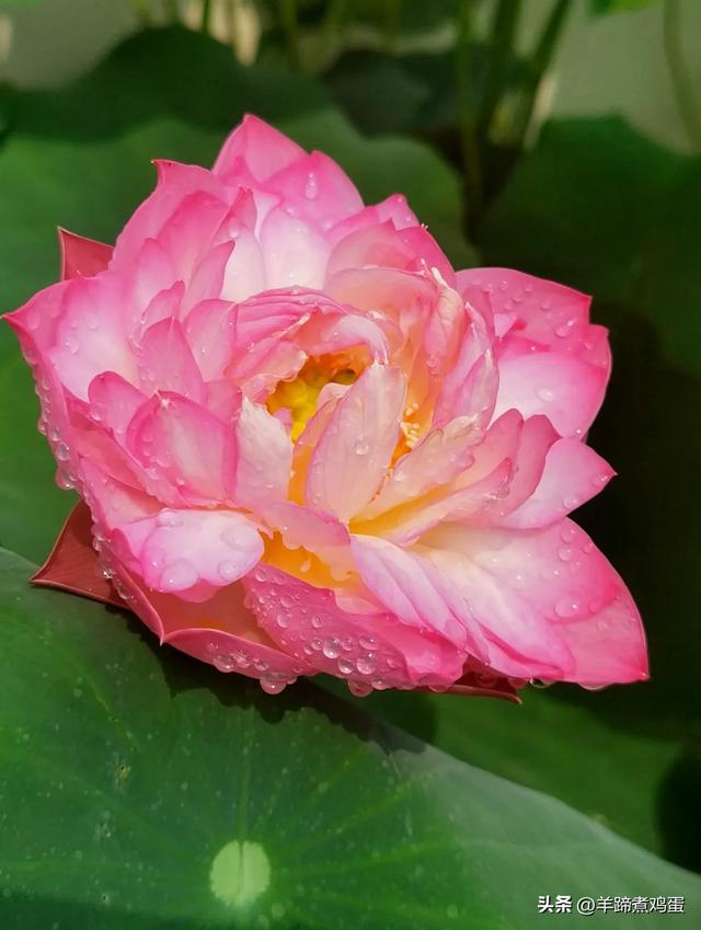 做几天洛阳人——游河南洛阳赏牡丹芬芳 总体概述(四)