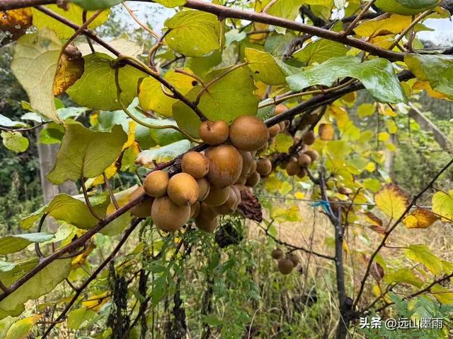 攀登昆明十峰之宜良老爷山，经历密林大雨考验，惊喜交加，难忘