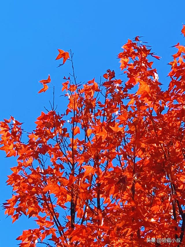 秋霜寒，秋叶艳，秋林醉，在家乡小城，邂逅一场姗姗来迟的秋景