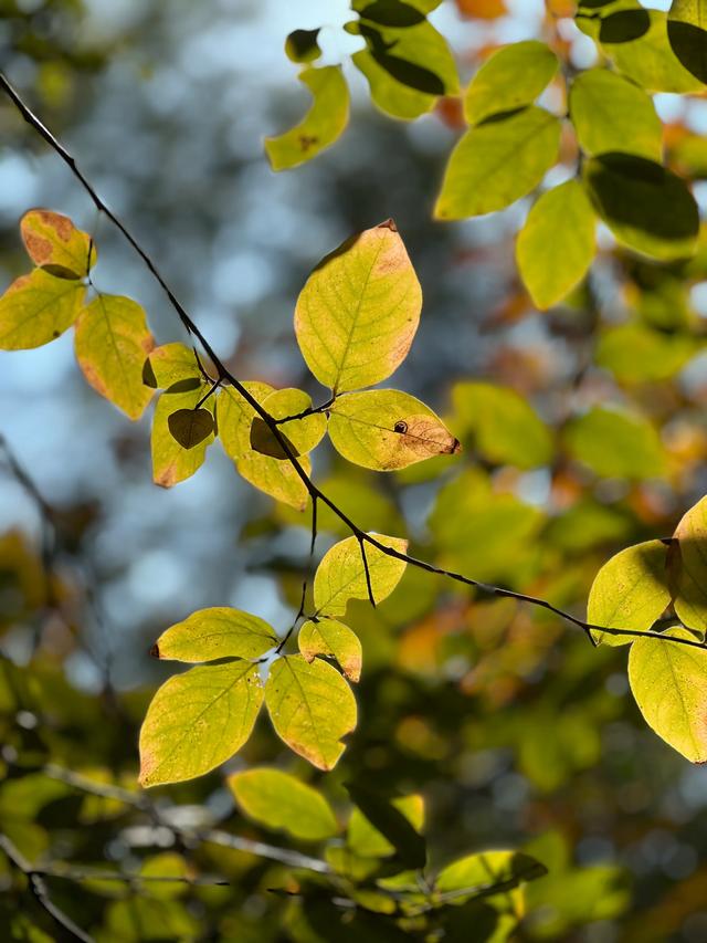 上天竺到云栖竹径，徒步9公里，感受一路秋意。