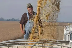 中美华盛顿即将开谈，大豆采购或将是焦点？美方紧盯稀土供应！图片