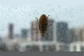 别慌！最近“爬窗”的这种昆虫并不可怕…图片