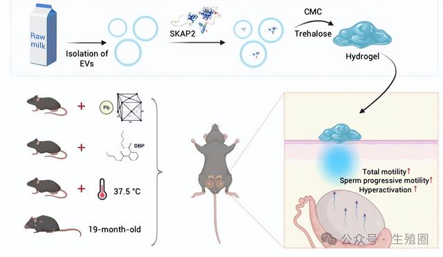不打针不吃药只轻轻一抹，提升精子质量黄荷凤院士团队有新突破