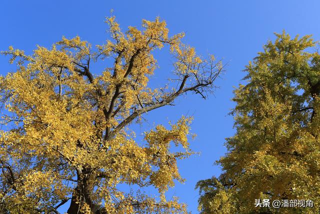 无锡荡口圆通村原圆通寺的旧址上，二棵古银杏今年甚美