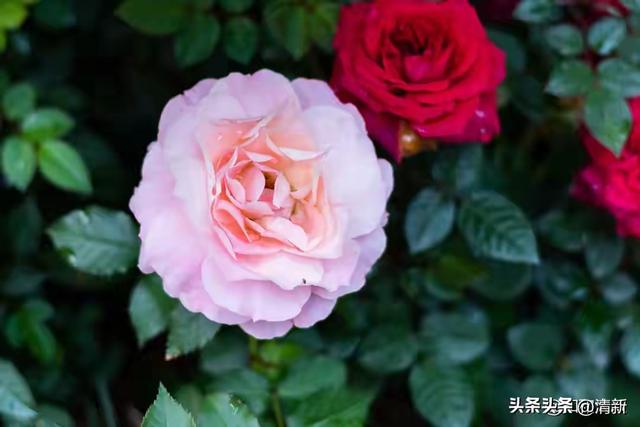 真心喜欢，真心爱，就不要怕付出