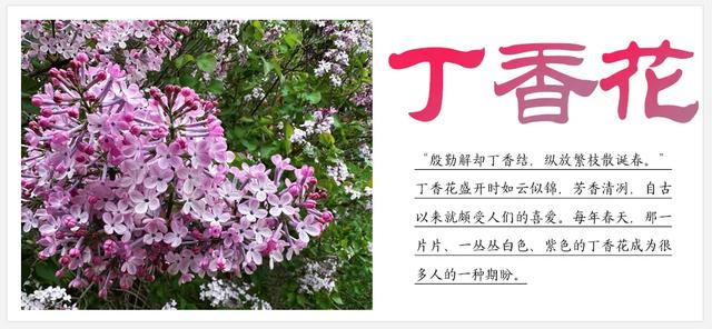 听劝!来呼和浩特赏花吧,四季可约~