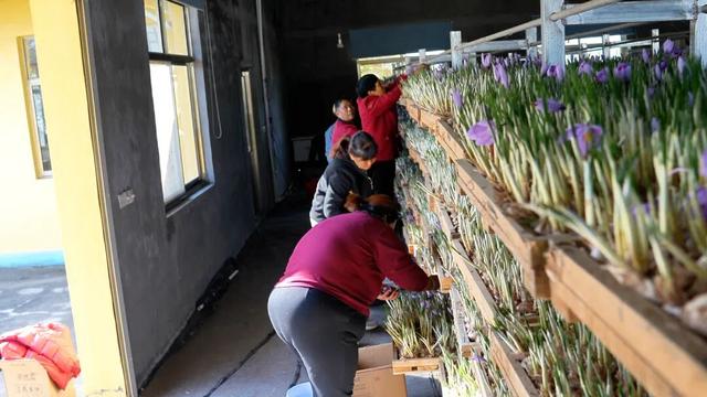广饶初冬的仪式感来了！