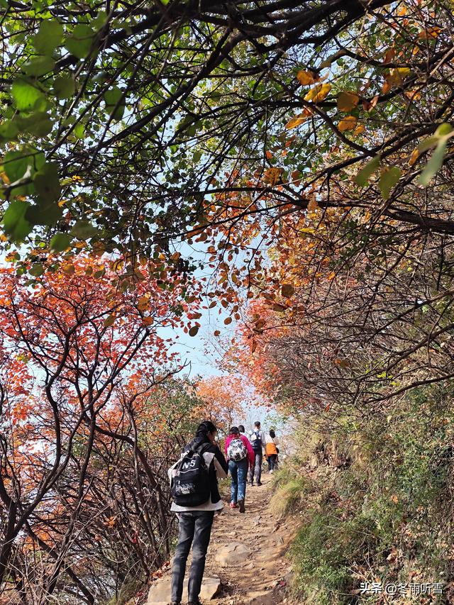 又见山山红叶飞