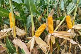 转基因玉米品种，后面为啥都带字母图片