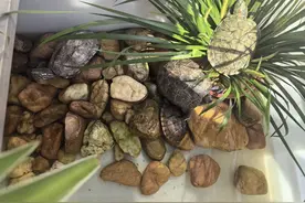 乌龟用浅水还是深水养？90%新手踩坑，专家一招教你选对！图片