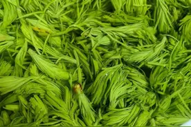 春天错过了荠菜，可别错过了松针，包水饺是一绝图片