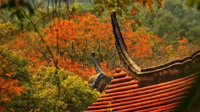 清源山上的枫树叶子红了