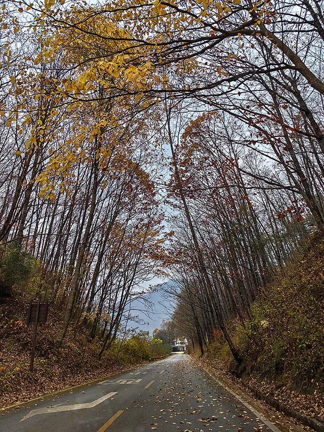 2024深秋四川行19 神农架风景区2 华中屋脊的五彩秘境