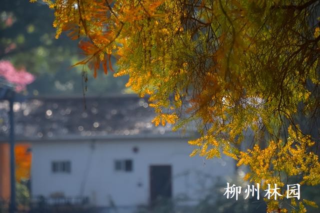 柳州园博园360株杉树点染冬季渐变色