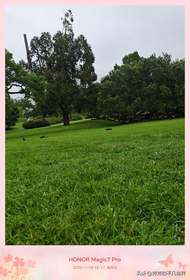 铺展到天际的绿地毯