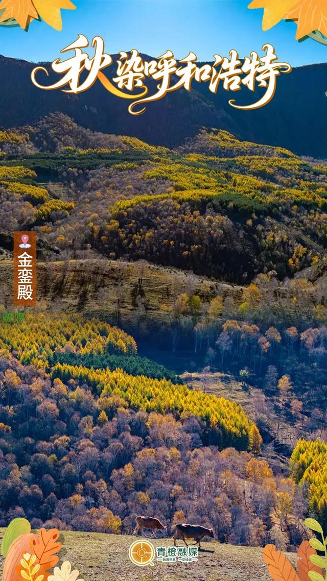 再过几天，呼和浩特就要变成这样了→