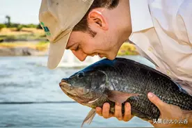 杀不尽的罗非鱼：在我国局部泛滥，却被美国吃到瑟瑟发抖！图片