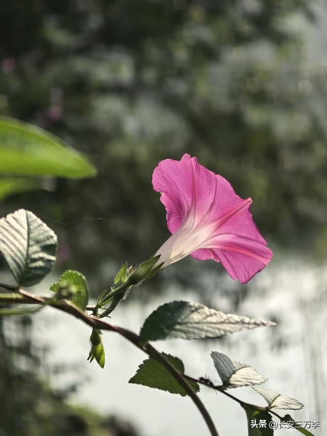 北上大草原第5站：内蒙古乌兰布统