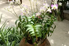 由女儿宿舍矛盾引发的遐想图片