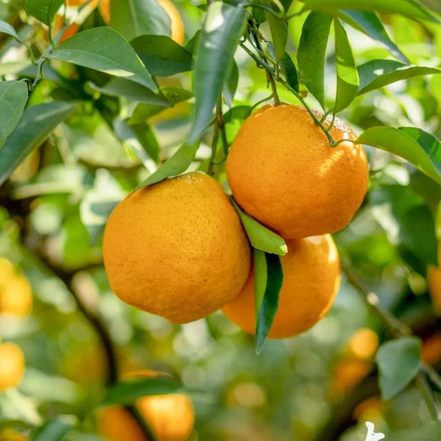 周末不忙,去趟大渡口