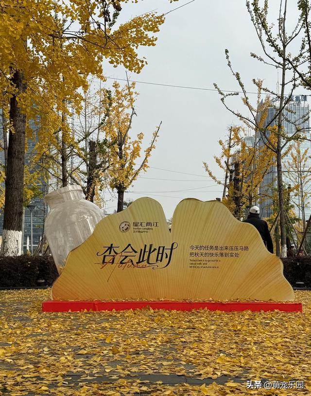 两江幸福广场银杏披金装，红墙作背景随手拍大片，错过再等一年