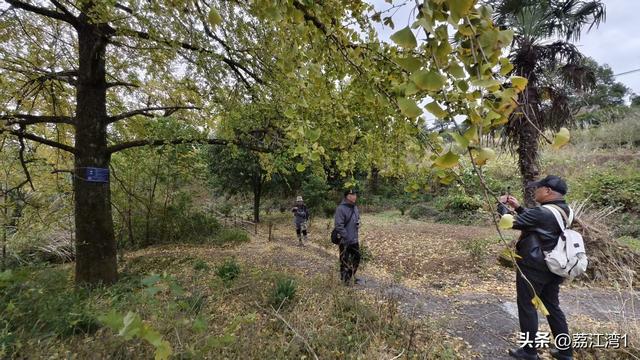 金叶映古村，醉美长岗岭