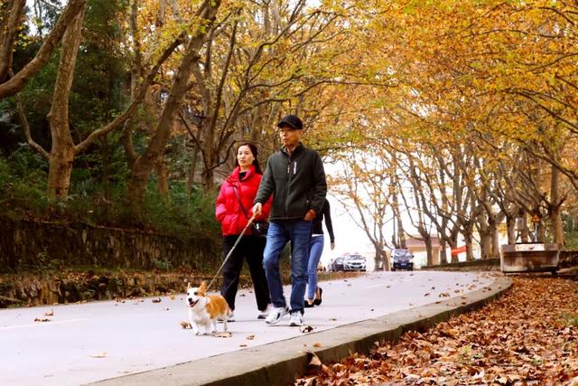 含“金”量超高！快来打卡贵安绝美梧桐大道