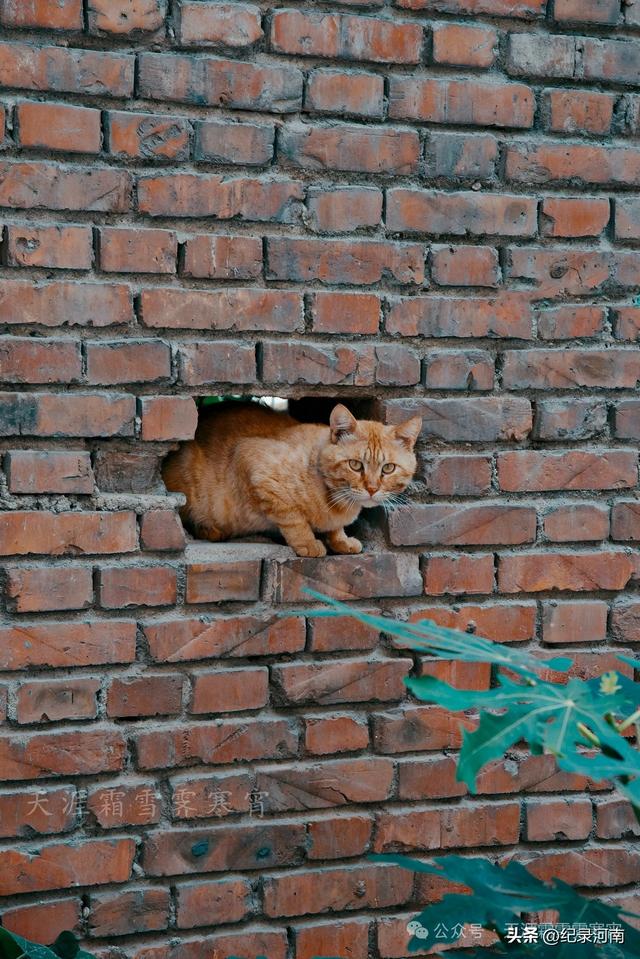 商丘电厂家属院