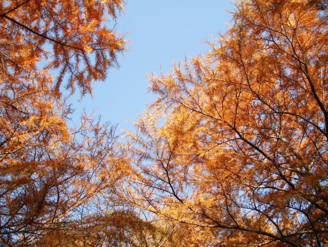 超出片！江阴这些地方“红了”！