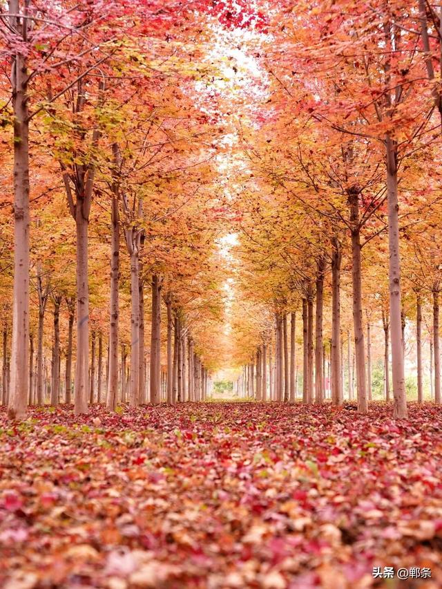 一起感受峰峰的枫