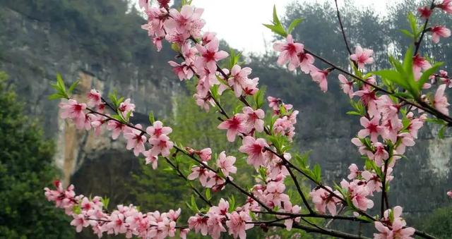 古人为何独宠桃花？从诗经到“红楼”，总结桃花代表的8大意象