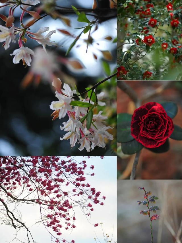 2026年第十届金殿花朝盛会如约而至！