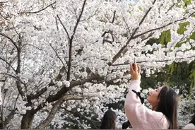 郑州人民公园花开满园，樱花郁金香花同时盛开图片