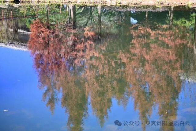 【爽游白云】曹关湿地公园的限定秋色