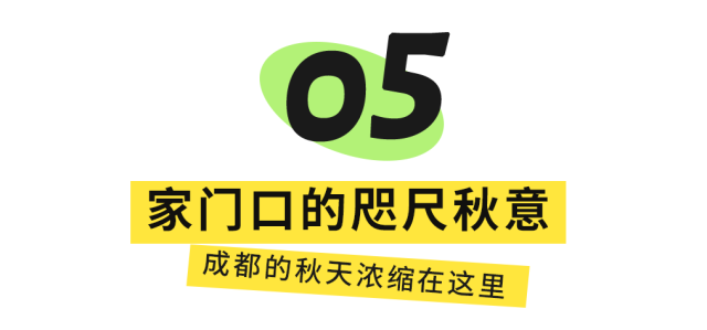 红了！成都周边18个顶级赏秋地更新！最快30min刹拢，最佳观赏期已到！速冲！