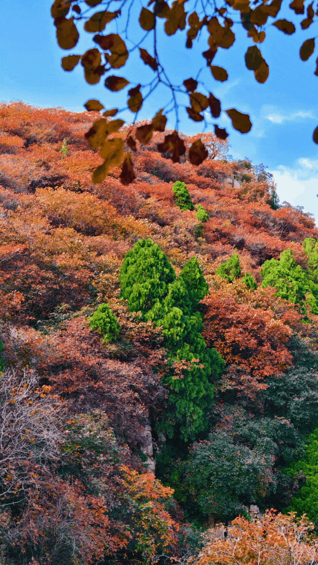 最新实拍！潍坊这里迎来“全红时刻”！