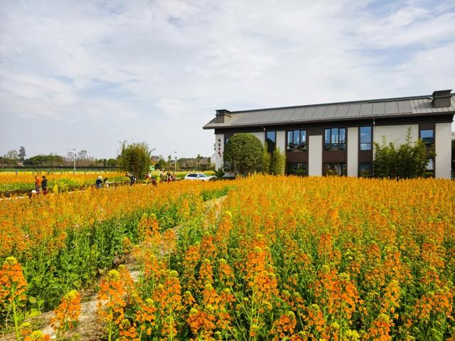 100%出片！郫都蝴蝶村彩色油菜花海，进入最美花期