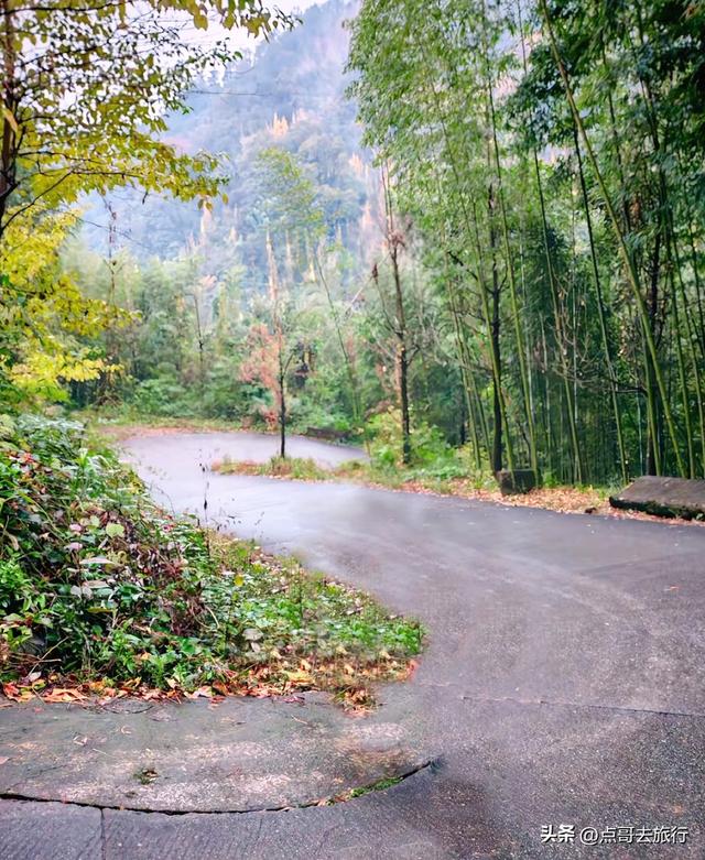 成都都江堰最冷门彩林，免费开放，山野中的惊艳，公交车可达！