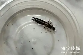 可怕！一市民家中惊现怪虫，尾部长“钳子”，个头这么大！图片