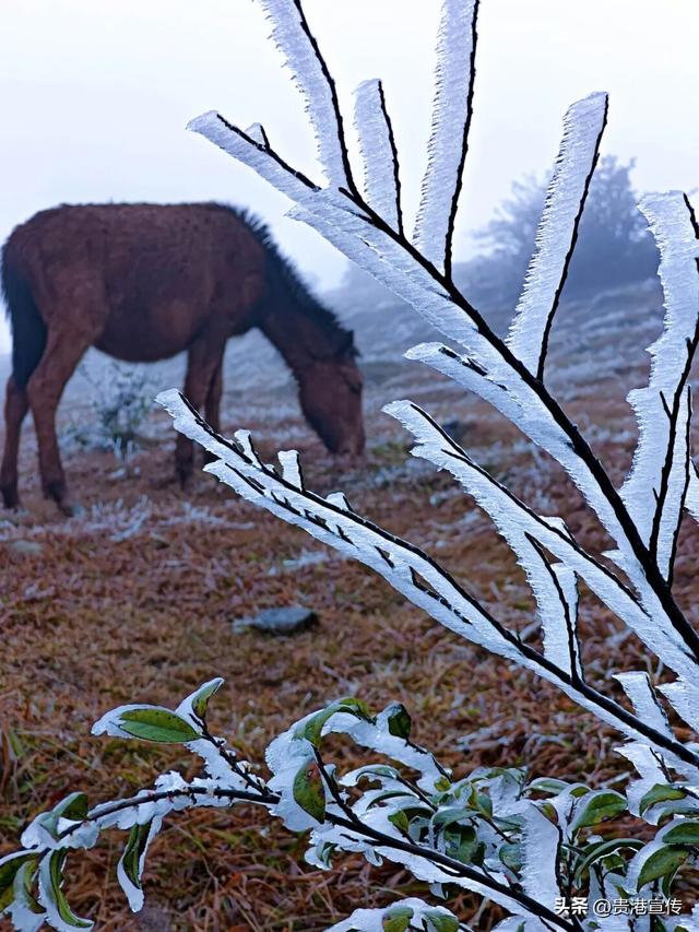 平天山美成了银装素裹的童话世界！贵港人：冷到发抖也要去