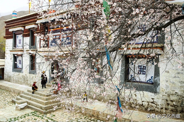林芝桃花节花期已定！中国最美桃花，超详细打卡攻略来了！