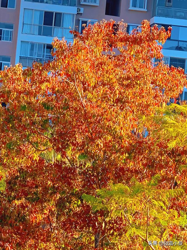 秋霜寒，秋叶艳，秋林醉，在家乡小城，邂逅一场姗姗来迟的秋景