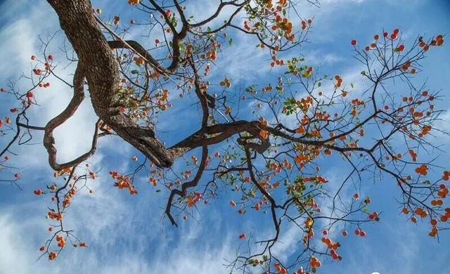 青州的秋天，从这份甜蜜开始
