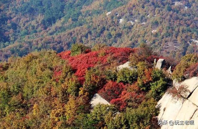 红叶黄栌正当时