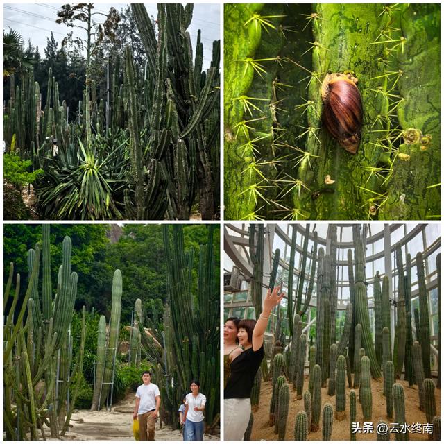 一个五A级植物园，到底藏着哪些值得看的地方，这是最实在的攻略