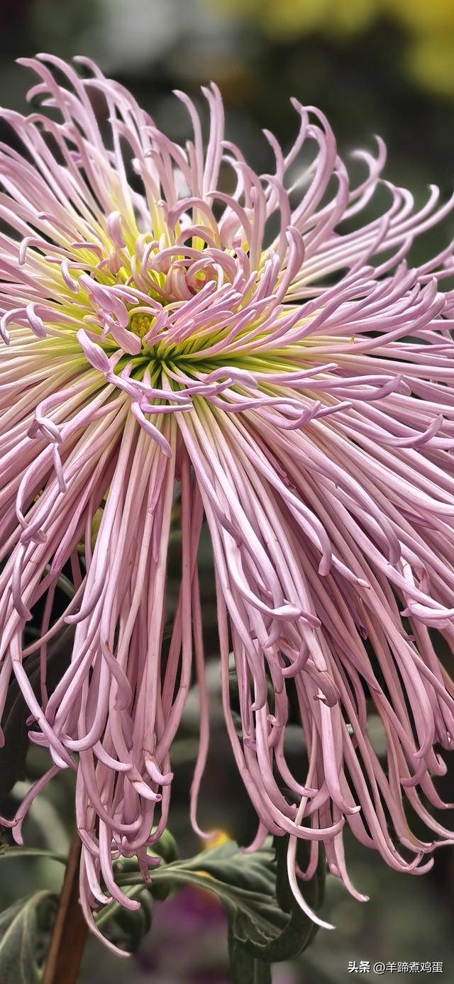 秋风独宠一园菊，晚来香艳出樊篱——北京北海公园2025年菊花展