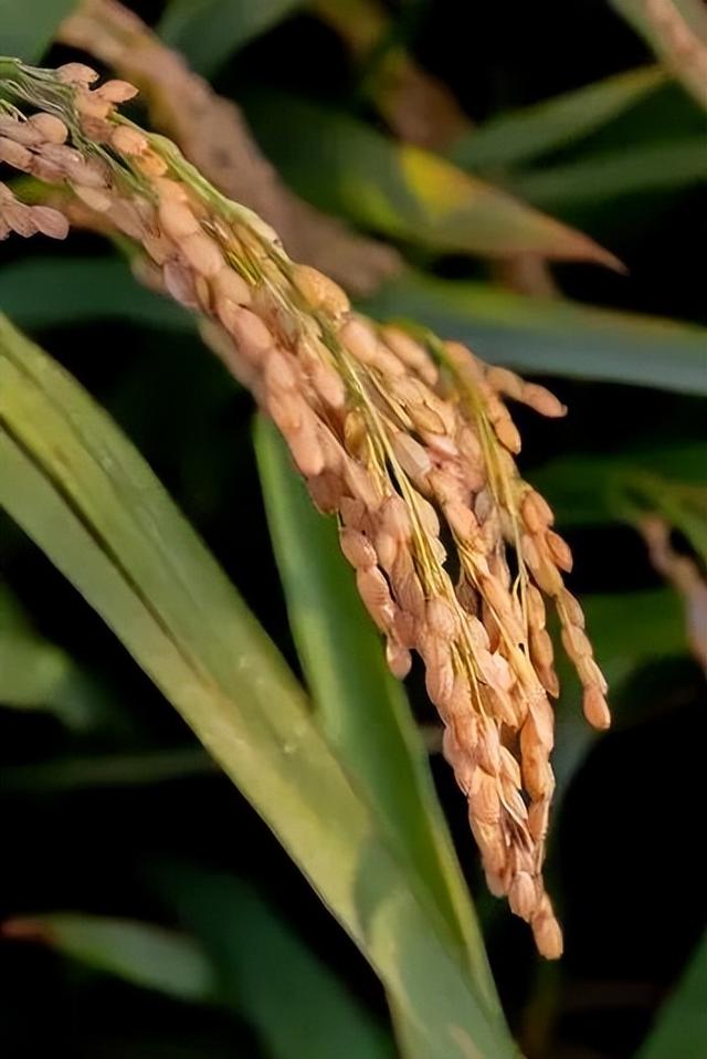 看辽宁·四季风土 | 稻蟹红滩 大洼秋丰
