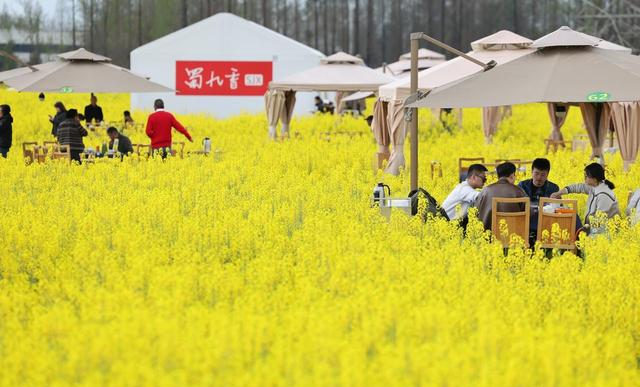 成都崇州美疯了； 万亩油菜花+花田火锅绝了