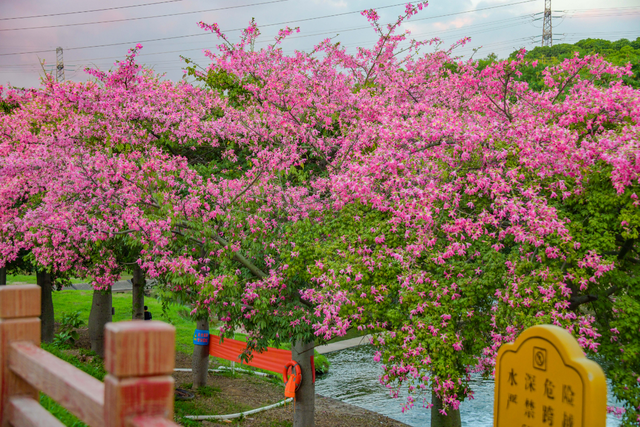 寻觅秋冬季粉色浪漫：深圳十个邂逅异木棉花开的地方