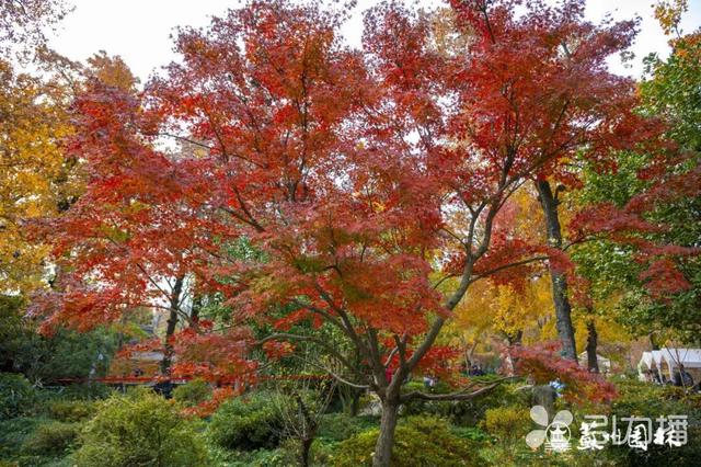 错过等一年！天平山红枫季进入收官倒计时